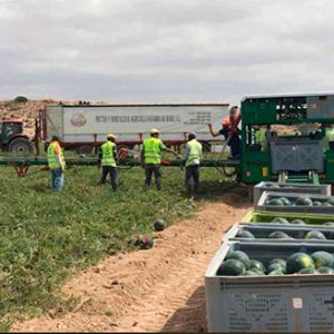 Recoleccion-de-sandias-al-aire-libre Agrícola Navarro de Haro